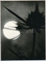 1974 Határ István: ,,Bogáncs" című, feliratozott, vintage fotóművészeti alkotása, ezüst zselatinos fotópapíron, a kép a Népművelési Intézet által, Balmazújvárosban megrendezett fotós alkotótelep (eredeti fotókat tartalmazó) albumából származik, 24x18 cm