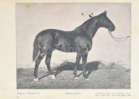 Kovácsy Béla - Monostori Károly: A ló és tenyésztése. 600 képpel, 14 műmelléklettel és 1 színes lóte...