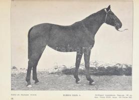 Kovácsy Béla - Monostori Károly: A ló és tenyésztése. 600 képpel, 14 műmelléklettel és 1 színes lóte...