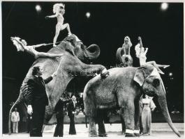 cca 1978 Elefántos produkció a cirkuszban, vintage hírfotó ezüst zselatinos fotópapíron, 17x22,6 cm