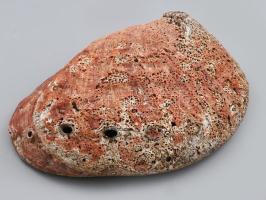 Óriási, tálnak használható kagyló 24x16 cm