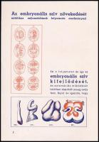 1943 Corhormon gyógyszerreklám, Magyar Gyógyszer Rt., sok ábrával, látványos színes borítóval, 8p