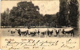 1903 Kisjenő, Kis-Jenő, Chisineu-Cris; Livádai tájkép marhagulyával / farm with cattle (EB)