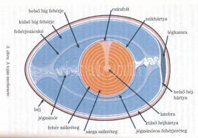 Légrády Péter: Tojás, táplálkozás, egészség. A szerző által DEDIKÁLT! Bp., 2001, Maecenas. 255+2 p. ...