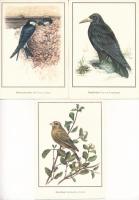 MADARAK - 10 db modern német képeslap / BIRDS - 10 modern German postcards