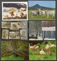 ÁLLATOK - 50 db modern képeslap / ANIMALS - 50 modern postcards