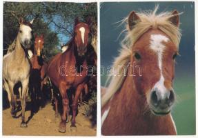 LOVAK - 17 db modern képeslap / HORSES - 17 modern postcards