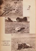 Kittenberger Kálmán: Kelet-Afrika vadonjaiban. Görög Rezső rajzaival. Az előzéklapok rjazait Vezényi...