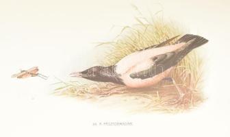 Herman Ottó: A madarak hasznáról és káráról. Darányi Ignácz m. kir. földmívelésügyi minister megbízá...