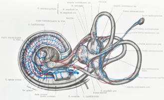 Kiss, Ferenc - Szentágothai, János: Anatomischer Atlas des menschlichen Körpers 2-3. Bände. Bp., 197...