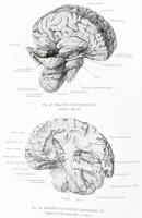 Kiss, Ferenc - Szentágothai, János: Anatomischer Atlas des menschlichen Körpers 2-3. Bände. Bp., 197...