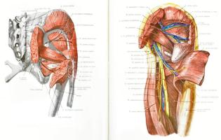 Kiss, Ferenc - Szentágothai, János: Anatomischer Atlas des menschlichen Körpers 2-3. Bände. Bp., 197...