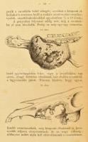 Bayer József, dr.: Állatorvosi sebészet
Forditotta Alexánder Lajos.Nagyvárad, 1893. Laszky Ármin. 6...