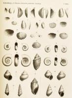 A Balatonmellék paleontológiája. Kiad.: A Magyar Földrajzi Társaság Balaton-bizottsága. 4. köt. Bp.,...