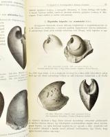 A Balatonmellék paleontológiája. Kiad.: A Magyar Földrajzi Társaság Balaton-bizottsága. 2. köt. Bp.,...