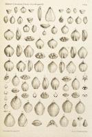 A Balatonmellék paleontológiája. Kiad.: A Magyar Földrajzi Társaság Balaton-bizottsága. 2. köt. Bp.,...