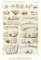 A Balatonmellék paleontológiája. Kiad.: A Magyar Földrajzi Társaság Balaton-bizottsága. 1. köt. Bp.,...