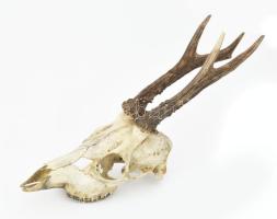 Őzbak trófea, m: 33 cm