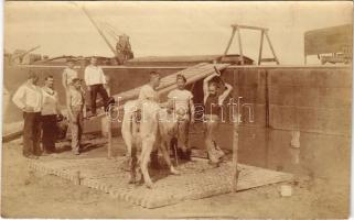 1916 Belene, Osztrák-magyar haditengerészet Dunaflottilla matrózai levágnak egy tehenet / K.u.K. Kriegsmarine Donauflottille Matrosen / Austro-Hungarian Navy Danube Flotillas mariners slaughtering a cow. photo