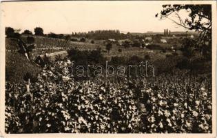 1932 Badacsony, szőlőhegy (vágott / cut)