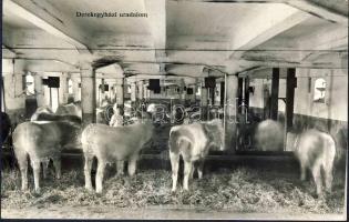 Derekegyházi uradalom szarvasmarhákkal