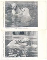 Jegesmedvék a londoni állatkertben / Polar Bears at the London Zoo - 2 db régi képeslap / 2 pre-1945 postcards