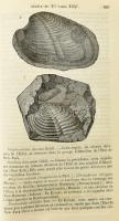 Bulletin de la Société Géologique de France 1846 - 1847. Párizs, 1847, Au lieu des séances de la Soc...