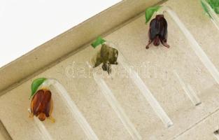 Murano 12 darabos üveg pohárdísz szett, jelzés nélkül, dobozában, h: 11 cm