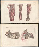 cca 1795-1810 Schmuzer, J. J.: Anatómiai ábrák, 2 db. Színezett rézmetszet, papír, az egyik jelzett a metszeten. Lapméret: 11x19 cm.