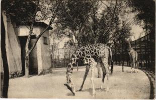 1913 Budapest XIV. Székesfővárosi Állatkert, zsiráfok: Pasa 4,20 méter magas (EK)