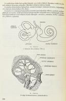 Kereszty Alfonz: Élettan, sportélettan. Bp.,1967, Sport. Kiadói aranyozott egészvászon-kötés, fakó g...