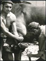 1975 Szabó Ferenc nevével jelzett, vintage fotóművészeti alkotás, amelyet Tamásiban készített (lópatkolás), feliratozva, ezüst zselatinos fotópapíron, 24x18 cm