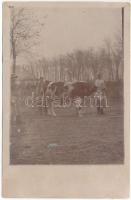 1913 Magyarózd, Thürendorf, Ozd; tehén, erdélyi folklór / cow, Transylvanian folklore. photo (fl)