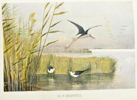 Herman Ottó: A madarak hasznáról és káráról. Darányi Ignácz m. kir. földmívelésügyi minister megbízá...