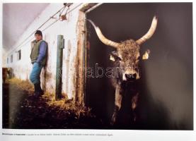 Radisics Milán: Magyar szürke. A puszta vándorainak képes krónikája. Bp., 2008, Geographia Kiadó. Ga...