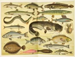 Prato, Katharina: Die Süddeutsche Küche mit Berücksichtigung des Thees und einem Anhange über das Se...