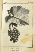 Fábián József: Visgálódó és oktató értekezés a szőlő-mívelésről. A bor, égettbor, közönséges és fűsz...