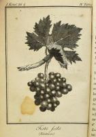 Fábián József: Visgálódó és oktató értekezés a szőlő-mívelésről. A bor, égettbor, közönséges és fűsz...