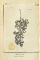 Fábián József: Visgálódó és oktató értekezés a szőlő-mívelésről. A bor, égettbor, közönséges és fűsz...