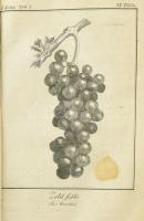 Fábián József: Visgálódó és oktató értekezés a szőlő-mívelésről. A bor, égettbor, közönséges és fűsz...