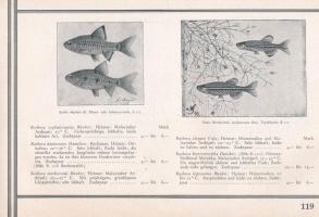 1930 Reptilien-Spezialhaus 25 Jahre, Scholze & Pötzschke Zoologische Grosshandlung, Berlin, Alex...