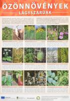 Özönnövények Fák és cserjék, lágyszárúak, 2 db Duna-Ipoly Nemzeti Park természetvédelmi plakát, 84x5...
