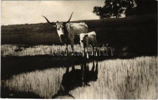 1932 Magyar ökrök / Hungarin folklore, oxen + "LÉGI POSTA" + "MISKOLC-BUDAPEST KEZDŐ JÁRAT 1932. AUG. 1."