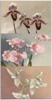 Orchideák 11 db használatlan régi képeslap nagyon jó minőség