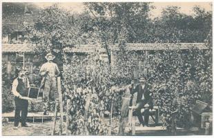 1913 Pankota, Pancota; Szatmári Szabó István méhészete. Reklám a hátoldalon / beekeeping, beehives, apiary. Advertisement on the backside (EK)