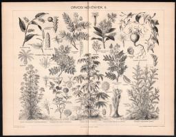 cca 1900 Orvosi növények I-III., nyomatok, Pallas Nagy Lexikona, Bp., Posner-ny., 24x30 cm