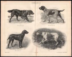 cca 1900 Vizslák I-II., nyomatok, Pallas Nagy Lexikona, Bp., Posner-ny., 24x30 cm