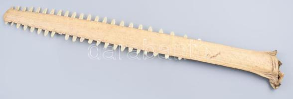 Fűrészhal orr-része 60 cm