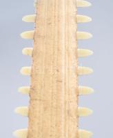 Fűrészhal orr-része 60 cm