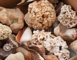 Doboznyi tengeri tétel, kagyló, korall, klf méretben